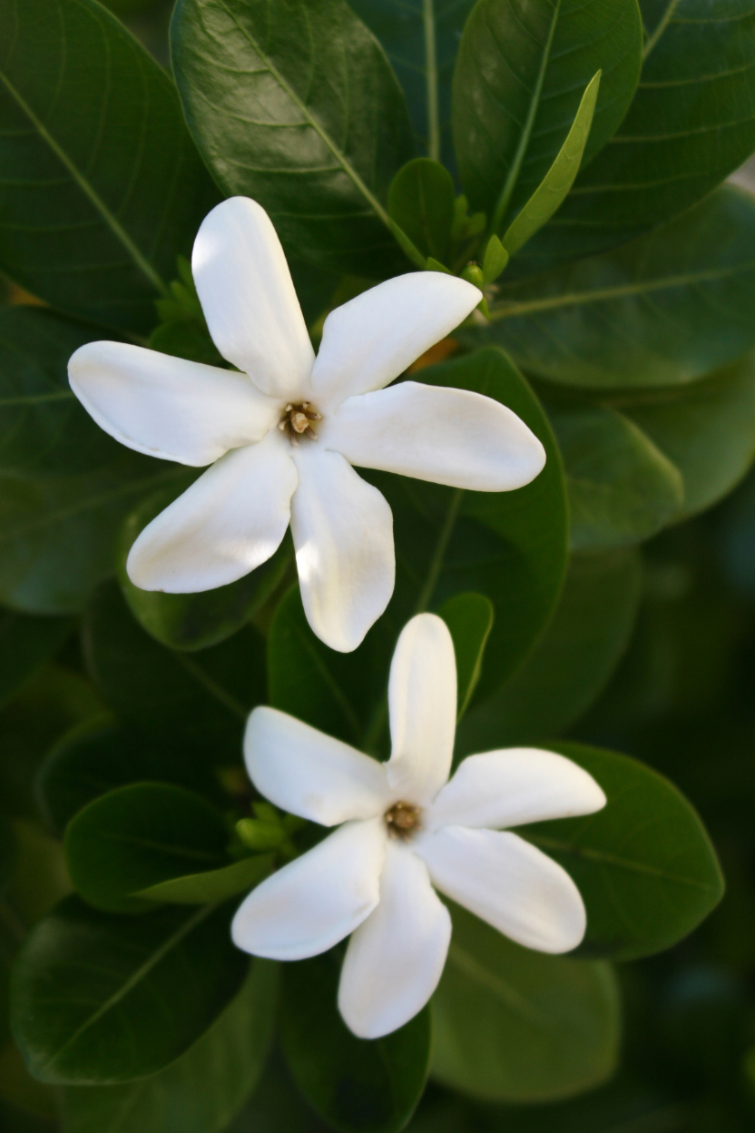 Two white Tiare flowers with green leaves in the background
