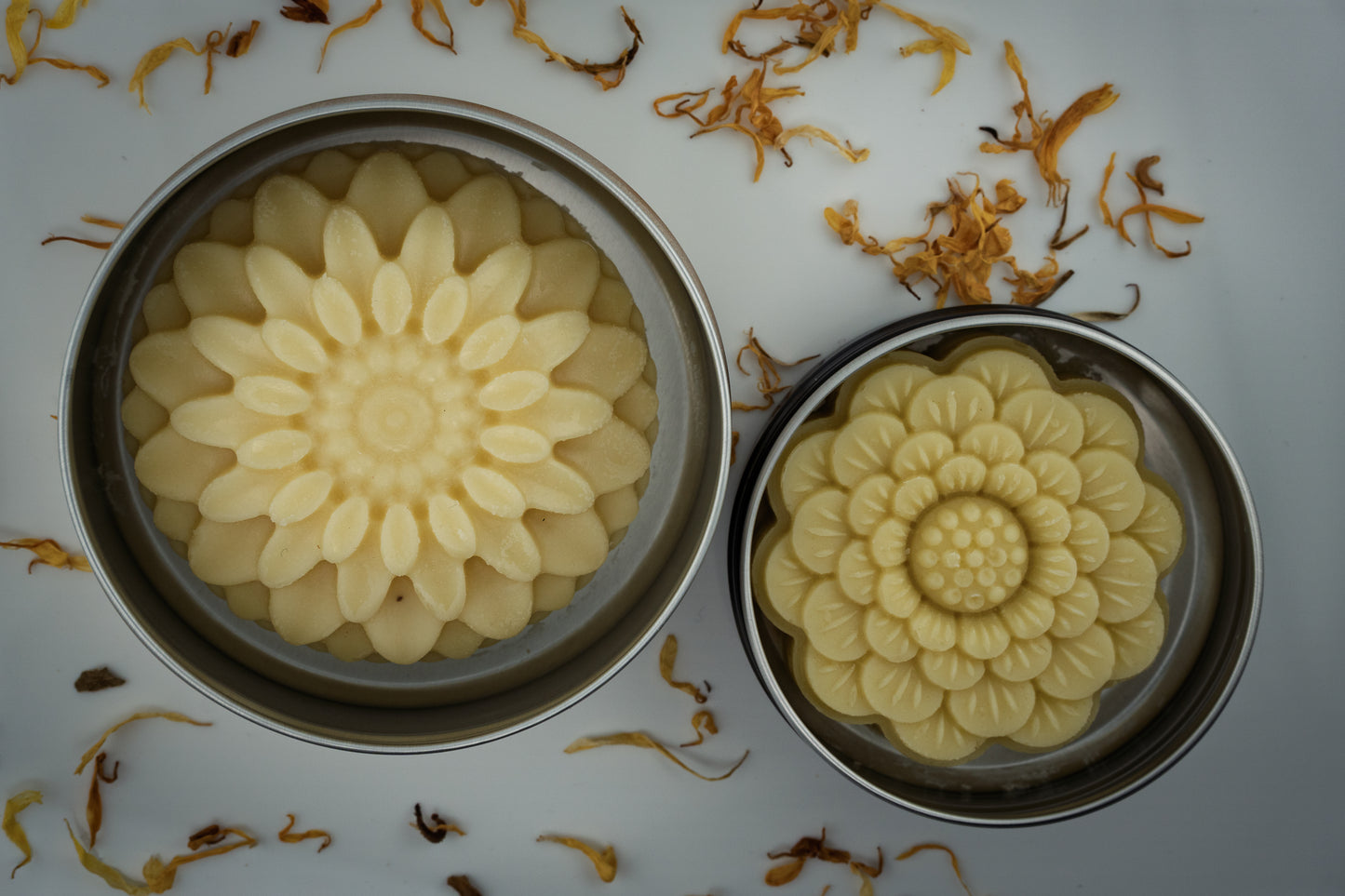 Island Natural Skincare tallow lotion bars in metal molds on a light gray background with dried flowers.