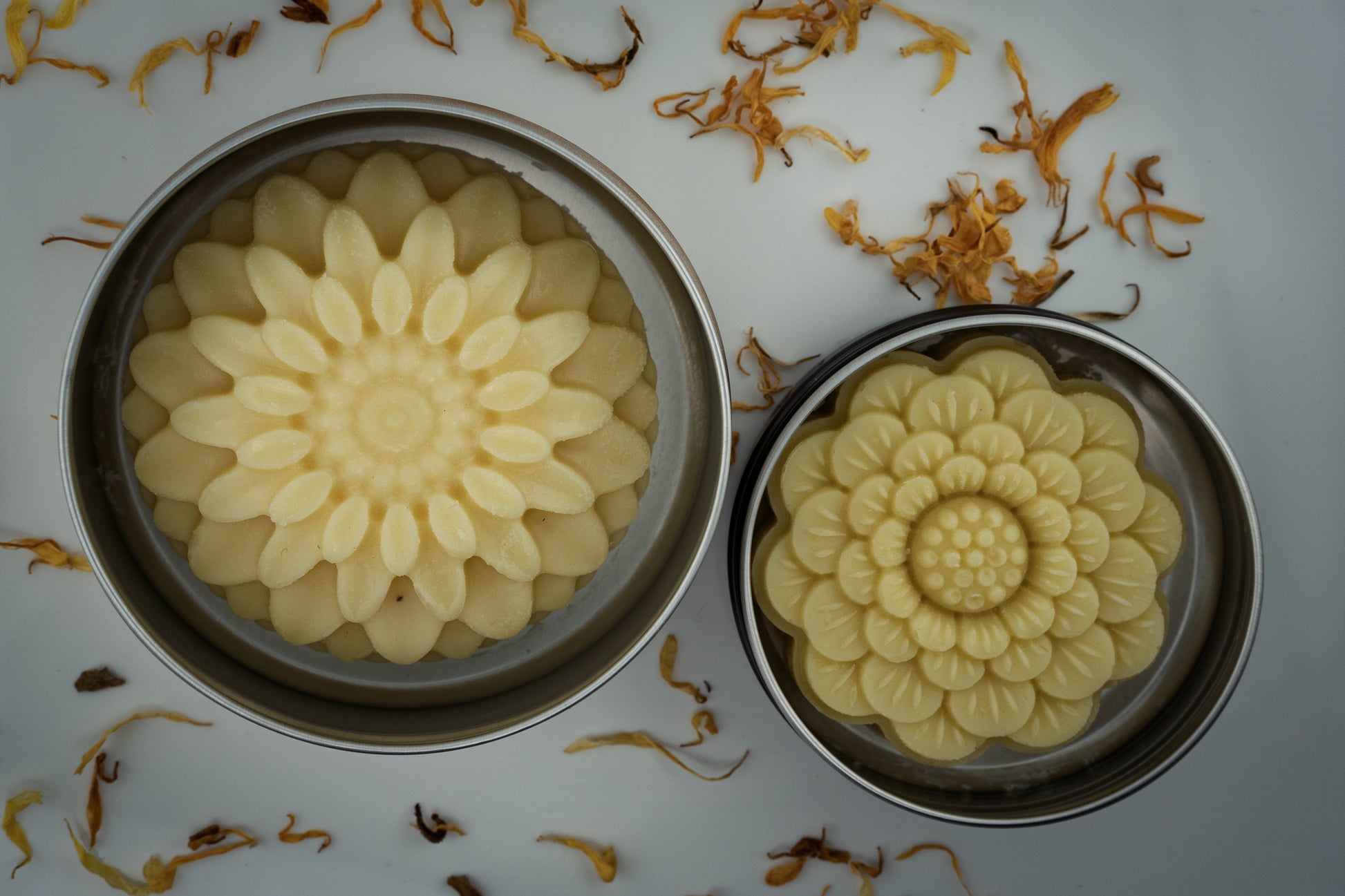 Island Natural Skincare tallow lotion bars in metal molds on a light gray background with dried flowers.