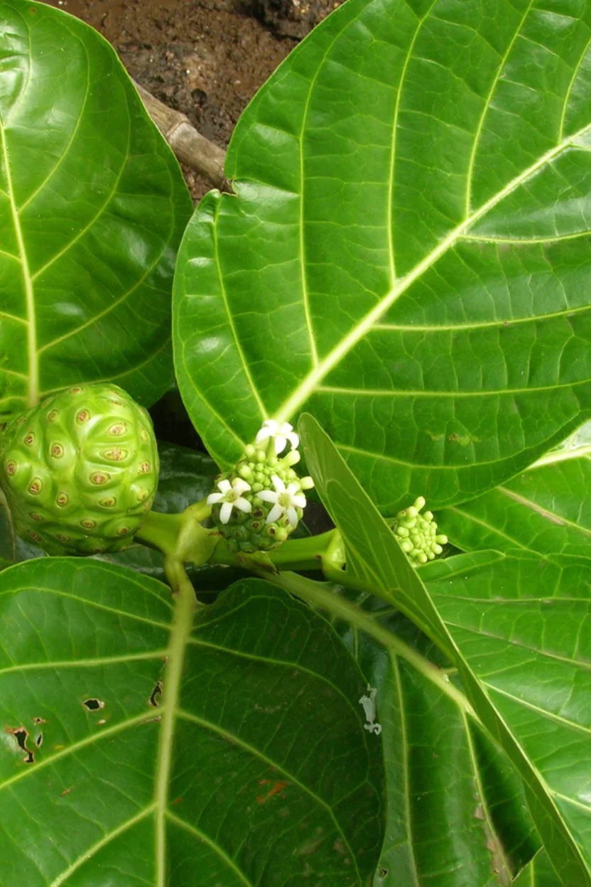 Close-up of Noni leaves and fruit on a Noni tree.