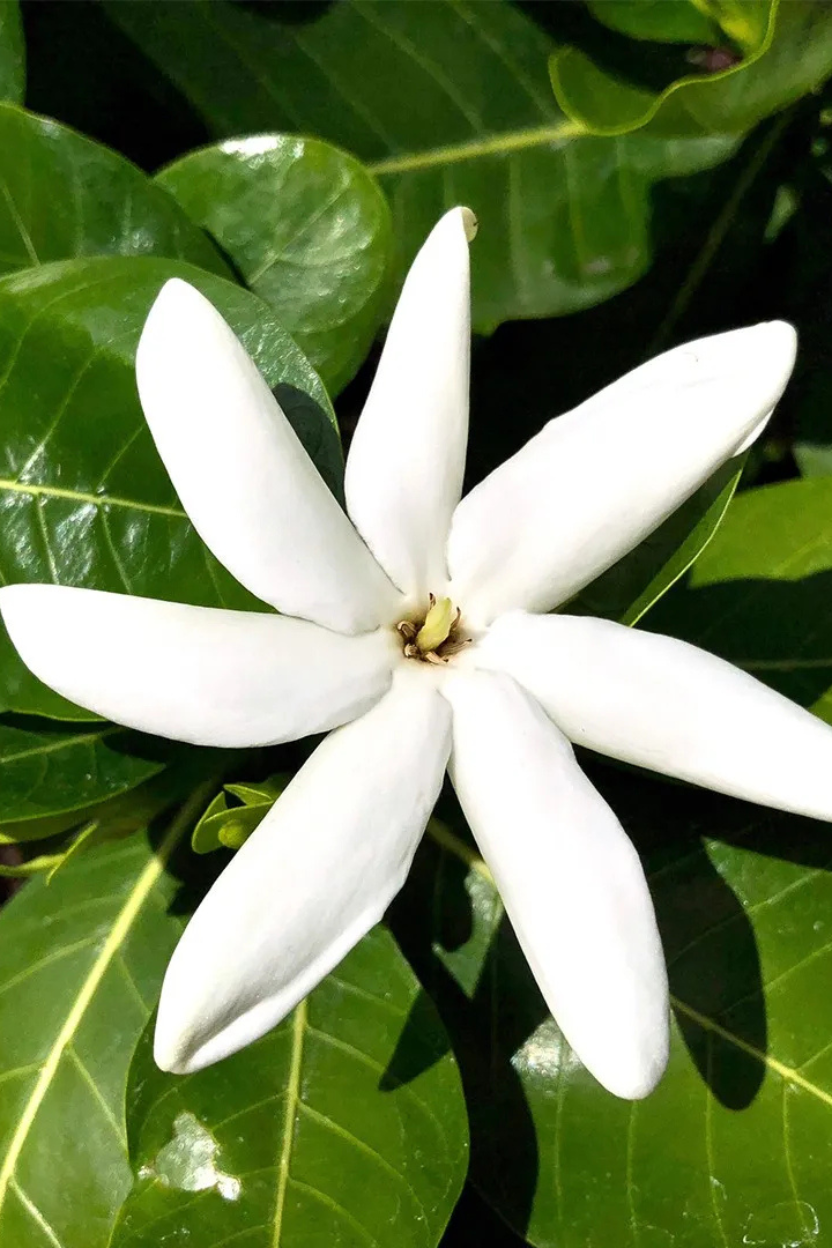 White Tiare flower with green leaves in the background