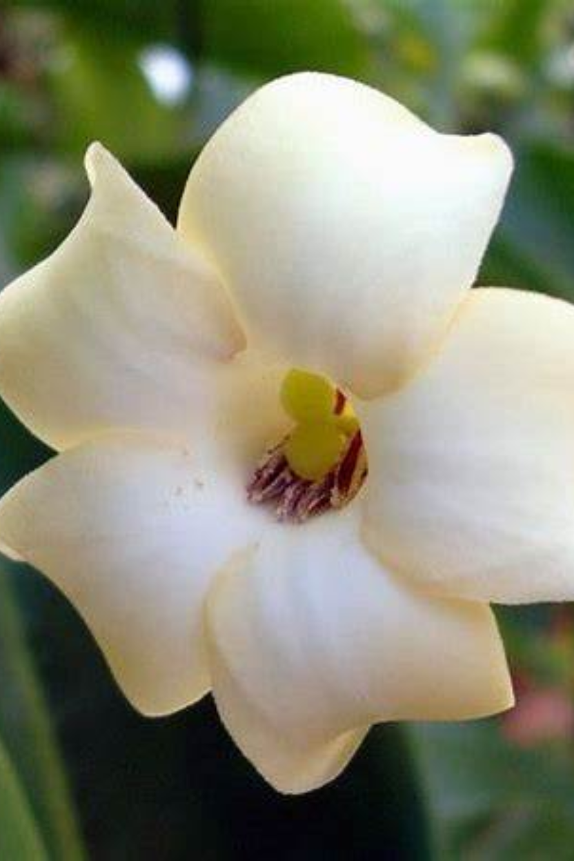 Pure Maui Hydrosol Puakenikeni