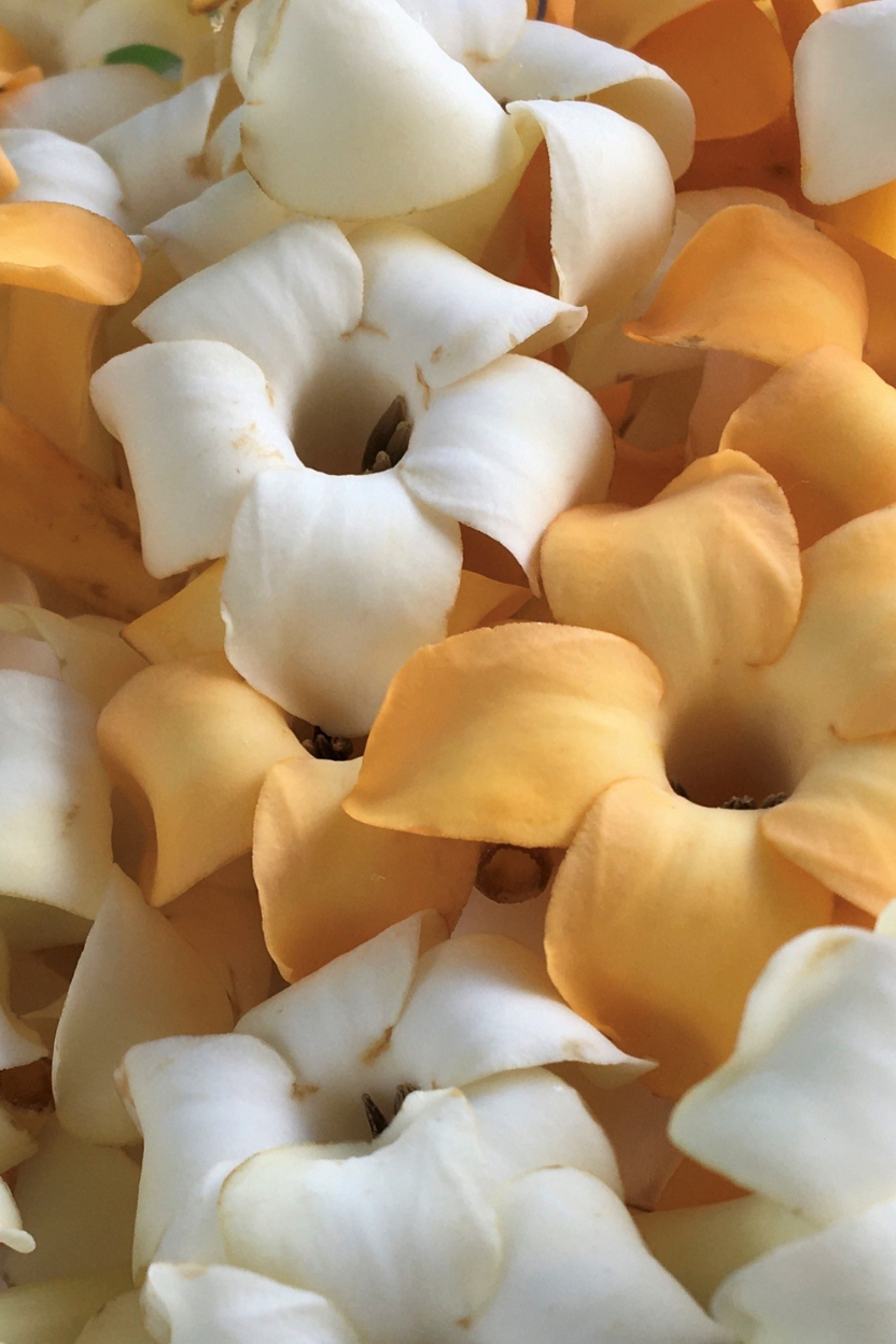 Pure Maui Hydrosol Puakenikeni