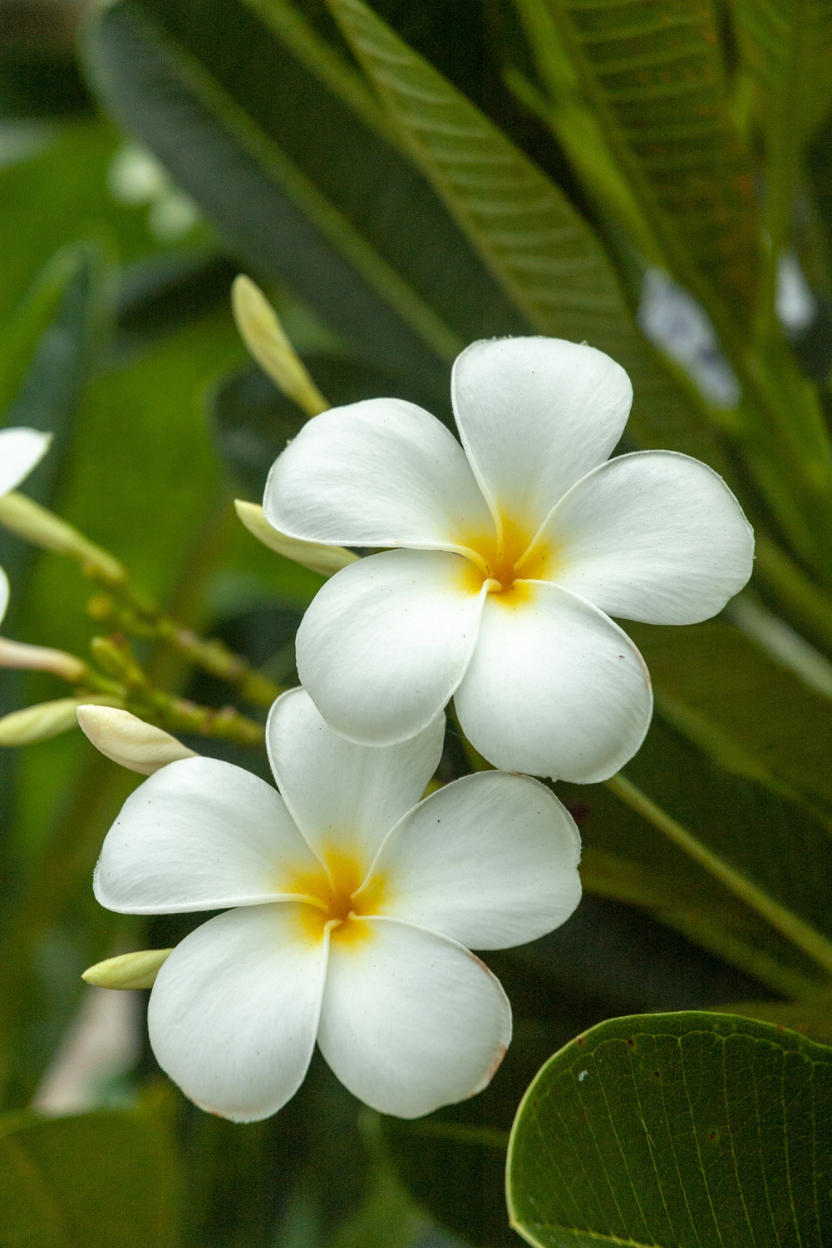 Plumeria Maui hydrosol natural skin refresher